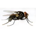 Chi ha osservato il Mod. HPR2573 CEPHALONOMIA TARSALIS - ha visitato anche il Mod. HPR2577 OPHYRA AENESCENS - Osd gruppo Ecotech srl